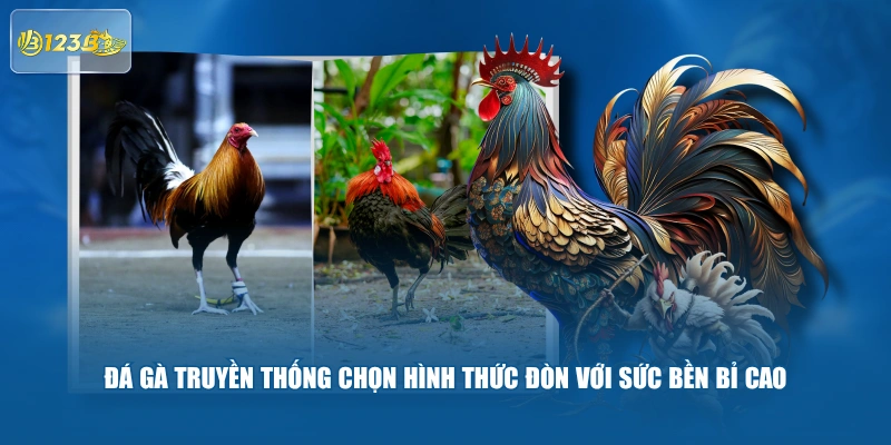 Đá Gà Truyền Thống Chọn Hình Thức Đòn Với Sức Bền Bỉ Cao